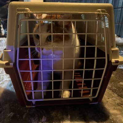 FW Celle: Katze aus Baum gerettet