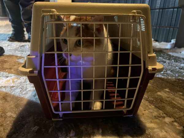 FW Celle: Katze aus Baum gerettet