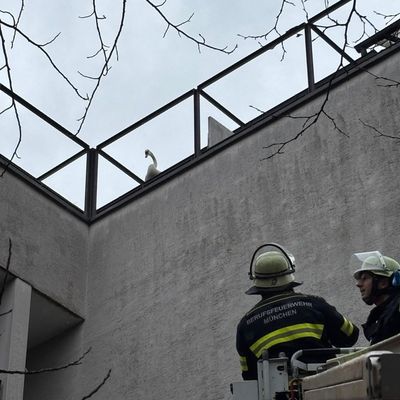 FW-M: Schwan auf Abwegen (Schwabing)