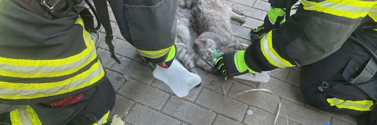 FW-DO: Wohnungsbrand in Dortmunder Innenstadt-Eine Person und zwei Katzen verletzt