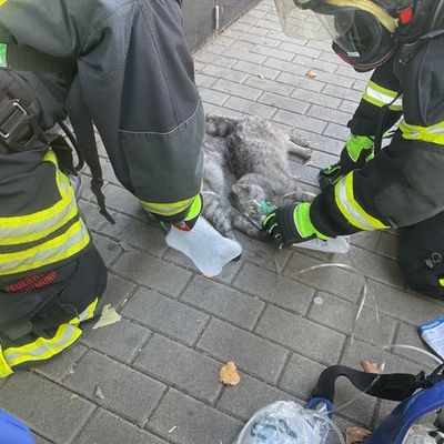 FW-DO: Wohnungsbrand in Dortmunder Innenstadt-Eine Person und zwei Katzen verletzt