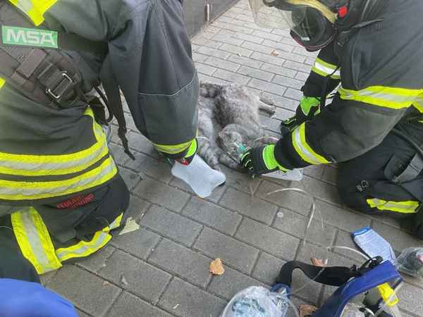FW-DO: Wohnungsbrand in Dortmunder Innenstadt-Eine Person und zwei Katzen verletzt