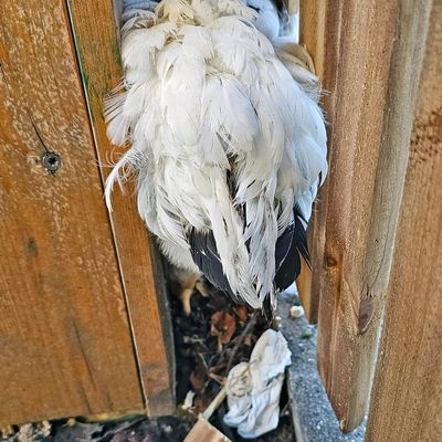 FW-M: Eingezwicktes Hühnchen (Giesing)