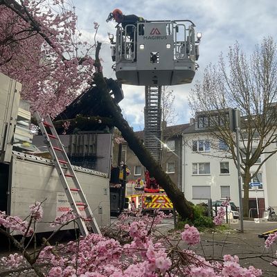 FW-DO: LKW bleibt in Baum hängen - Beliebtes Fotomotiv muss gefällt werden
