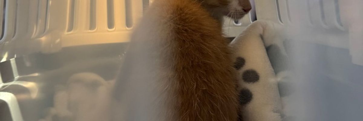 FW-AUR: Katze aus Motorraum befreit