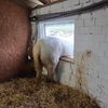 FW Datteln: Pferd "Pirat" versucht Flucht durch Stallfenster
