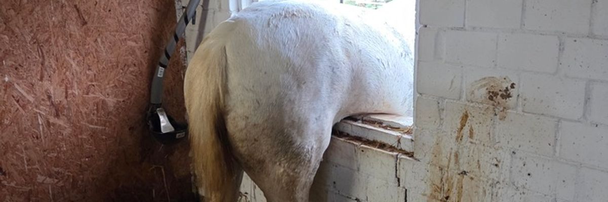 FW Datteln: Pferd "Pirat" versucht Flucht durch Stallfenster