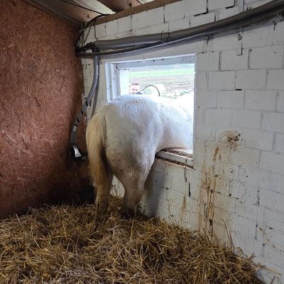 FW Datteln: Pferd "Pirat" versucht Flucht durch Stallfenster