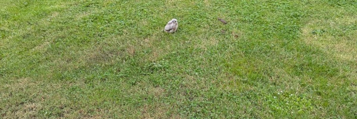 FW Lage: Tierrettung - Turmfalkenküken aus dem Nest gefallen - 15.06.2025