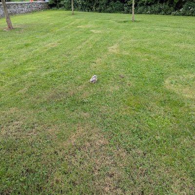 FW Lage: Tierrettung - Turmfalkenküken aus dem Nest gefallen - 15.06.2025