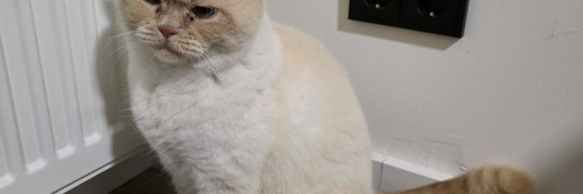 FW-EN: Kurioser Feuerwehreinsatz: Katze löst Sicherung aus
