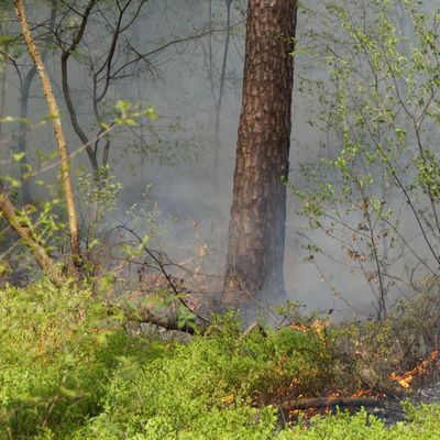 FW Celle: Waldbrand in Westercelle - Löscharbeiten werden aus der Luft unterstützt!