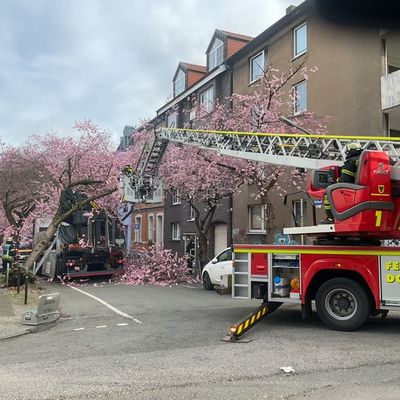 FW-DO: LKW bleibt in Baum hängen - Beliebtes Fotomotiv muss gefällt werden
