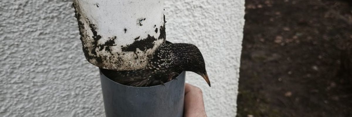 FW Celle: Vogel aus Regenabfluss gerettet