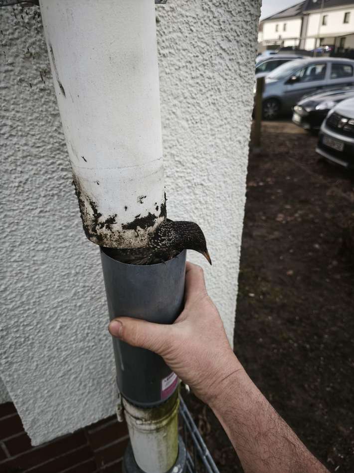 FW Celle: Vogel aus Regenabfluss gerettet