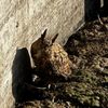 FW-EN: Tierrettungseinsatz in Linderhausen. Eule muss gerettet werden.