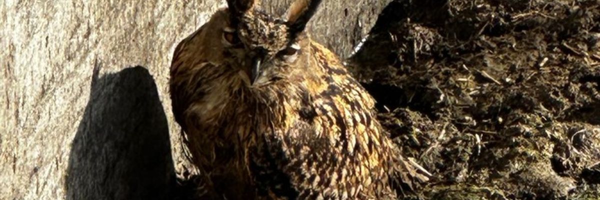 FW-EN: Tierrettungseinsatz in Linderhausen. Eule muss gerettet werden.