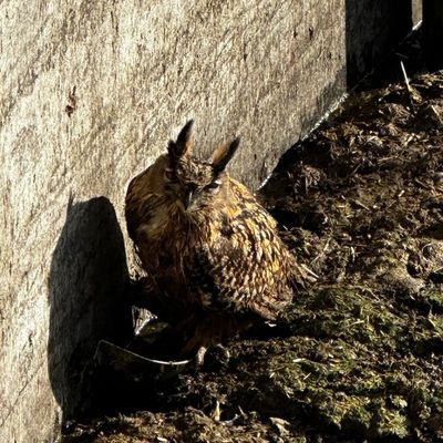 FW-EN: Tierrettungseinsatz in Linderhausen. Eule muss gerettet werden.