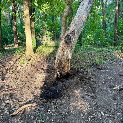 FW Hünxe: Brennender Baum im Waldstück