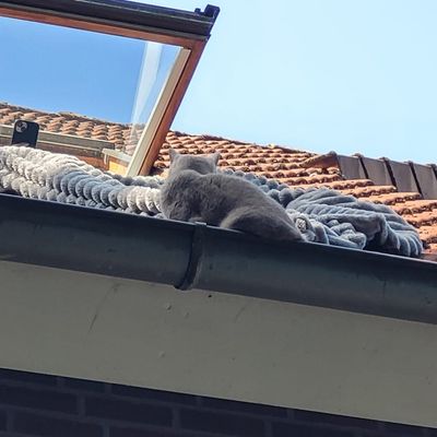 FW Lehrte: Zwei Katzenrettungen innerhalb von 24 Stunden