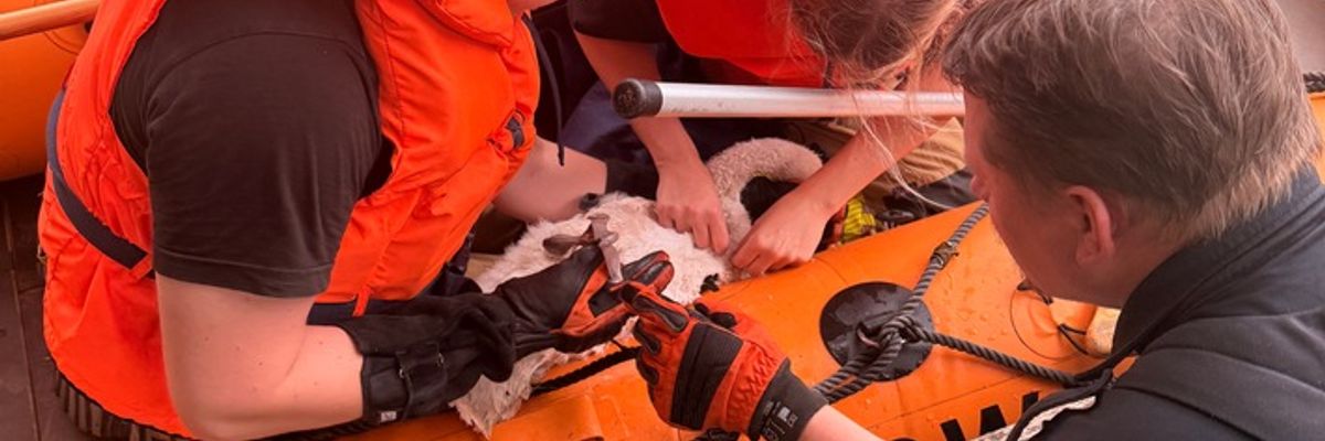FW-DT: Jungschwan aus misslicher Lage gerettet