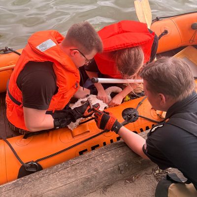 FW-DT: Jungschwan aus misslicher Lage gerettet