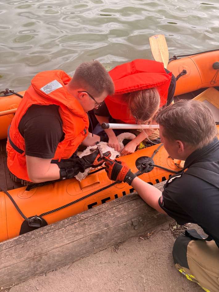 FW-DT: Jungschwan aus misslicher Lage gerettet