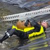 FW Celle: Celler Feuerwehr rettet Reh aus Regenrückhaltebecken