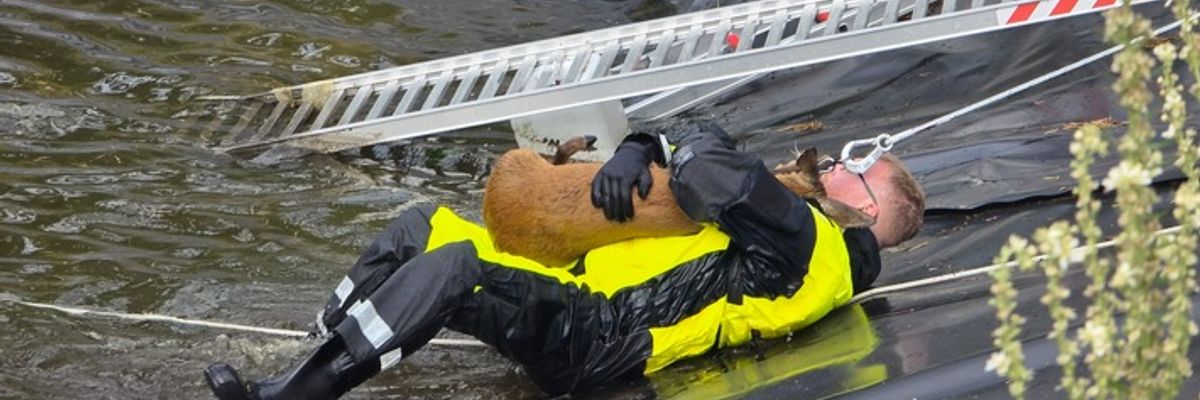 FW Celle: Celler Feuerwehr rettet Reh aus Regenrückhaltebecken