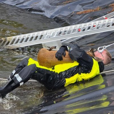 FW Celle: Celler Feuerwehr rettet Reh aus Regenrückhaltebecken