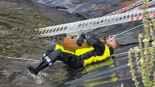 FW Celle: Celler Feuerwehr rettet Reh aus Regenrückhaltebecken