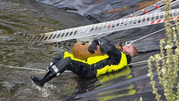 FW Celle: Celler Feuerwehr rettet Reh aus Regenrückhaltebecken