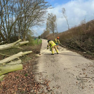FW Weinheim: Umgestürzter Baum blockiert Fahrbahn in der Bohäckersiedlung