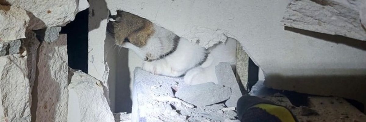 FW Ratingen: NACHTRAG zu: Aufwendige Tierrettung / undankbare Katze
