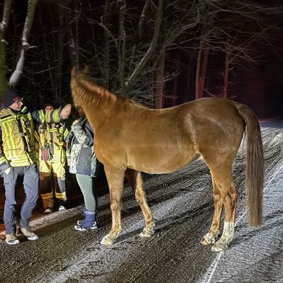 FW Datteln: Feuerwehr Datteln findet vermisste Reiterin