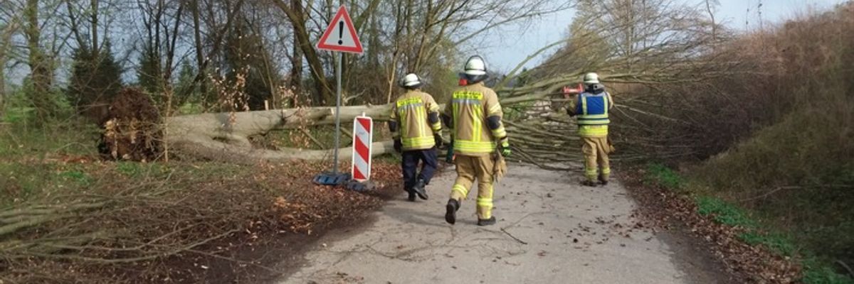 FW Weinheim: Umgestürzter Baum blockiert Fahrbahn in der Bohäckersiedlung