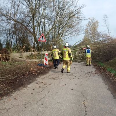 FW Weinheim: Umgestürzter Baum blockiert Fahrbahn in der Bohäckersiedlung