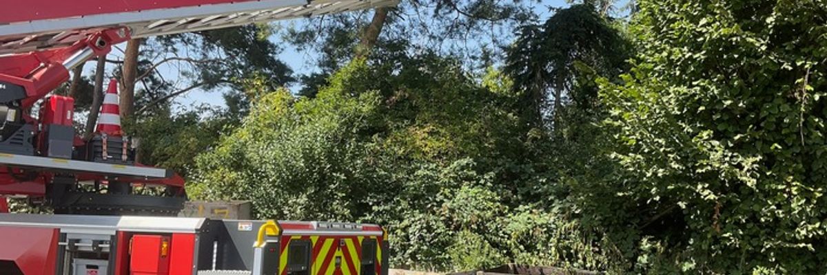FW Alpen: Ausflug einer Katze im Baum - wieder wohlauf