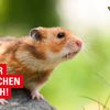 FW-M: Feuerwehr München sucht Kleintiere für den Einsatzdienst