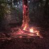 FW-EN: Ölspur und Waldbrand