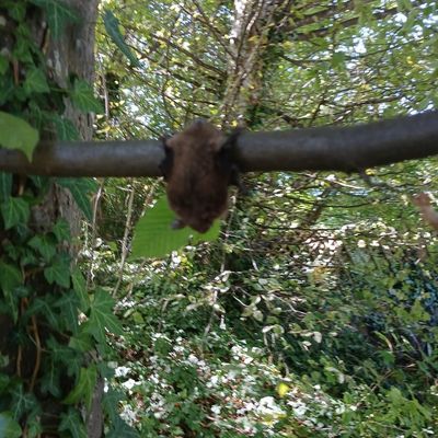 FW Überlingen: Tierischer Einsatz / Fledermaus verirrt sich in Notaufnahme des örtlichen Krankenhauses / Feuerwehr fängt unverletzte Fledermaus ein und setzt sie in nahegelegenem Wald wieder aus