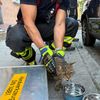 FW-M: Hund und Katze aus überhitztem Fahrzeug gerettet (Pasing)