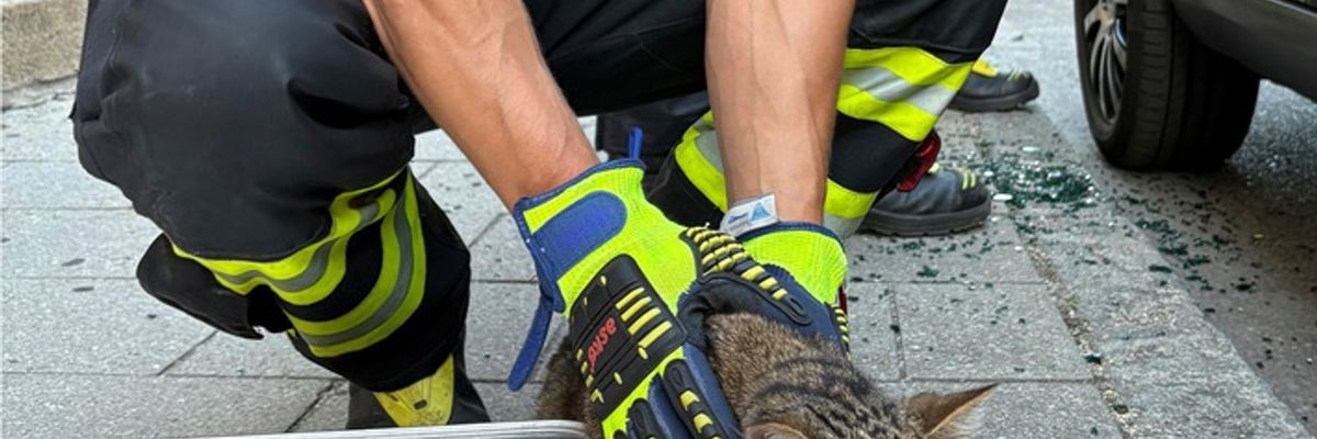FW-M: Hund und Katze aus überhitztem Fahrzeug gerettet (Pasing)