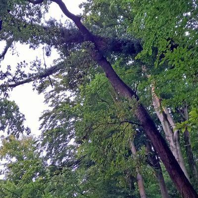 FW-EN: Baum stürzt am Hengsteysee um - Seeweg aufgrund von hoher Gefahr gesperrt