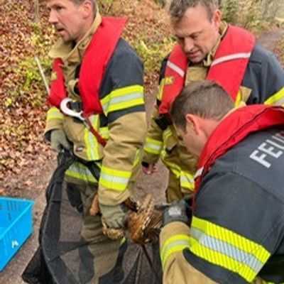 FW Stuttgart: Tierrettung durch die Wasserrettungseinheit - Strömungsretter der Feuerwehr im Einsatz - Kauz gerettet und dem Tiernotdienst übergeben