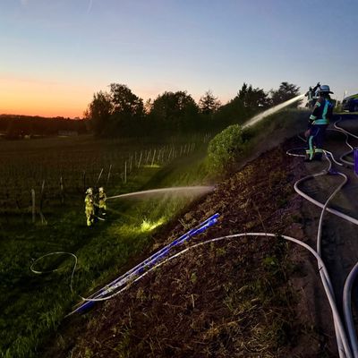 FW Weinheim: Feuer im Weinberg - Weinheimer Feuerwehr stoppt Flammen im Abendrot