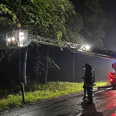 FW-AUR: Äste im Egelser Wald herabgestürzt
