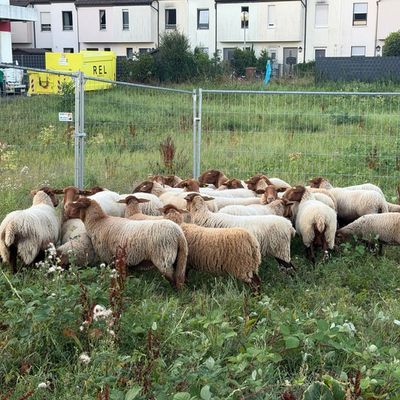 FW Weinheim: Schafe auf der Flucht beschäftigen Polizei, Feuerwehr und Bauhof