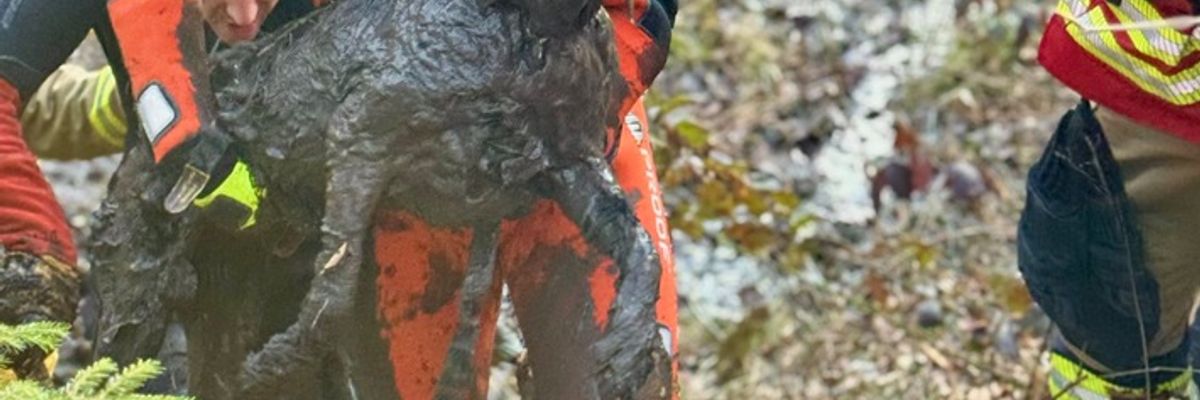 FW Stuttgart: Tierrettung im Moorgebiet in Stuttgart-Botnang