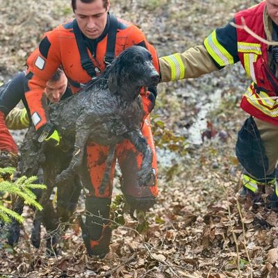 FW Stuttgart: Tierrettung im Moorgebiet in Stuttgart-Botnang